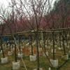 福建漳州福建山櫻花基地各種規(guī)格大量批發(fā)供應(yīng) 自家貨源，無中介