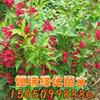 江蘇[產(chǎn)品]/江蘇紅王子錦帶小苗價(jià)格/報(bào)價(jià)