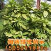 江蘇供應(yīng)灑金珊瑚小苗規(guī)格齊全