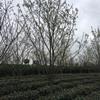 浙江櫻花4批發(fā)/供應(yīng)