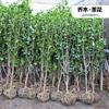 江蘇茶花介紹/特征/用途