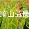 花葉芒花葉香蒲玉帶草細(xì)葉芒細(xì)葉莎草再力花狐尾藻水菖蒲梭魚草