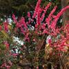 紅綠梅價(jià)格、紅綠梅批發(fā)、紅綠梅供應(yīng)