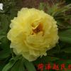 山東菏澤精品觀賞牡丹苗-牡丹苗基地最新批發(fā)價格最低