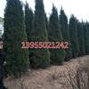 安徽滁州蜀檜種植基地，蜀檜大量低價(jià)供應
