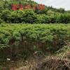 大小規(guī)格重陽木小苗2基地