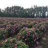 山東德州玫瑰花園處理玫瑰1號四季玫瑰6000株