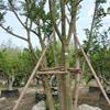 四川熟貨樸樹基地，獨(dú)桿，叢生樸樹基地
