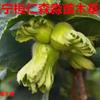 東北大榛子苗 平歐大榛子苗 大榛子苗價(jià)格 遼寧大榛子基地 