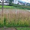 貴州龍里縣1.5米高油麻藤價格