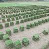 長沙馬尼拉草卷、草皮塊、別墅草坪卷草