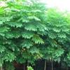 供應(yīng)欒樹·最新欒樹小苗價格·地徑1-3公分欒樹·高度1米欒樹