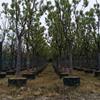 湖北荊州長期供應3-50公分全冠骨架移植苗香樟，
