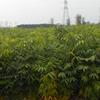 供應(yīng)2年生無患子小苗·2米無患子小苗·2公分無患子小苗