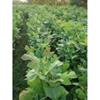 供應(yīng)1年生馬褂木小苗·1米馬褂木小苗·1公分馬褂木小苗