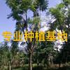 藍(lán)花楹報(bào)價(jià) 福建藍(lán)花楹樹(shù)苗 批發(fā)移植藍(lán)花楹 地苗藍(lán)花楹價(jià)格