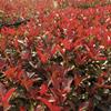 紅葉石楠
