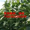 常年供應(yīng)楸樹，楸樹小苗，梓樹小苗