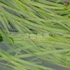 浙江溫州蓮情供應(yīng)苦草，蓼萍草，扁草，沉水植物工程量大優(yōu)惠