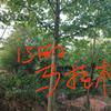 15公分馬褂木行情報價/15公分馬褂木圖片展示