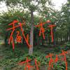 江西[產(chǎn)品]/江西截桿樸樹價格/報價