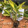 花葉良姜價(jià)格  花葉良姜報(bào)價(jià) 花葉良姜種植基地
