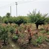 紹興紅葉石楠、茶梅、龜甲冬青、金邊黃楊
