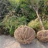 大量供應(yīng)各規(guī)格桂花等