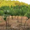 浙江紅梅衢州基地/衢州紅梅公園/常山紅梅價格
