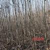 新鄭地區(qū)供應(yīng)10-20北美海棠