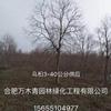烏桕3-40公分圖片/烏桕3-40公分報價