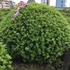 浙江海桐球2介紹/特征/用途
