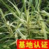 花葉蘆竹 青葉蘆竹 0.1元一芽