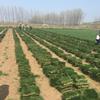 馬尼拉價格_馬尼拉草坪圖片_馬尼拉產(chǎn)地_馬尼拉草坪基地