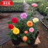 江蘇地區(qū) 月季花 樹(shù)狀月季 歐月 品種月季 基地大量出售