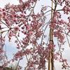 八重紅枝垂櫻花小苗 垂枝櫻花的價格行情 垂枝櫻報價