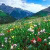 多年生野花組合種子草花花卉種籽四季播種開花