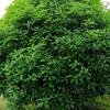 廣西供應(yīng)桂花 廣西桂花價格規(guī)格齊全