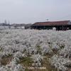 浙江噴雪花 介紹/特征/用途