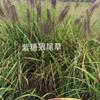 觀賞草   紫穗狼尾草