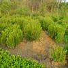 小葉黃楊球價格_小葉黃楊球產地_小葉黃楊球綠化苗木苗圃基地