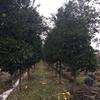 常綠灌木或小喬木 賞果 果熟期10-11月 田苗黑土 香櫞樹
