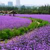 山東柳葉馬鞭草