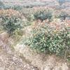 供應(yīng)廣玉蘭，雪松，紅葉石楠，女貞