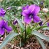 紫花地丁 野堇菜 地被野堇菜 紫花地丁小苗