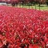 浙江紅葉石楠小苗基地  今年紅葉石楠行情便宜 蕭山色塊苗批發(fā)