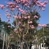 紫花風(fēng)鈴木永盛園藝百畝園林基地直銷規(guī)格齊全低價(jià)供應(yīng)