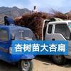 杏樹(shù)苗成品苗