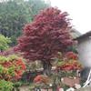 20公分紅楓 廣西紅楓 紅楓產(chǎn)地