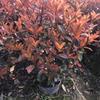 浙江地區(qū)   紅葉石楠大桶苗
